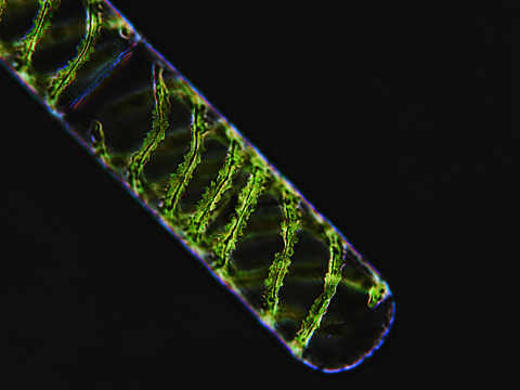 Spirogyra sp. algae under microscopic view, Chlorophyta, dark background
