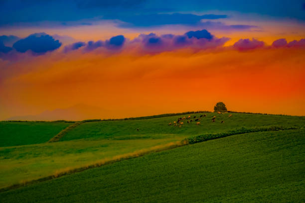 istock Nature and dusk of Biei-cho 1456545294