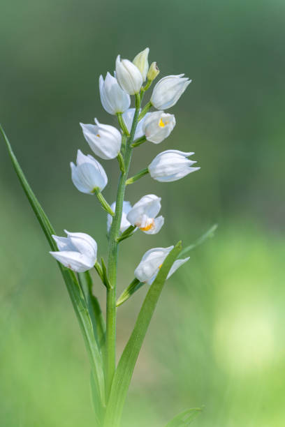 long-leaved helleborine cephalanthera longifolia wild white orchid flower - long leaved helleborine imagens e fotografias de stock