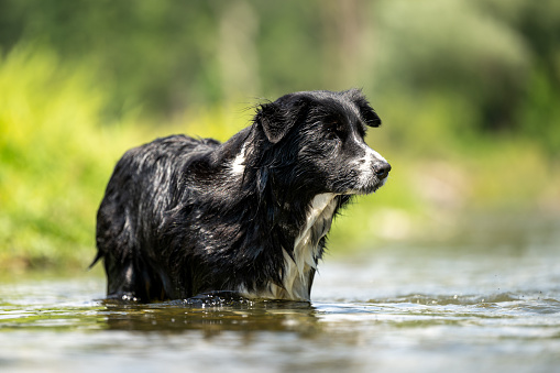 funny dog in the low water in the lake - border collie