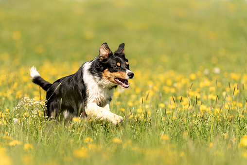 Handsome Border Collie dog on a green meadow with dandelions in the season spring.