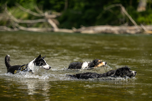 a pack of dogs are swimming water in the lake - three border collies
