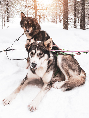 Two huskies with harness in the snow. Dogs relaxing after dog sled adventure in the forest, region Inari, Finland, Lapland. Beautiful image with front view of two dogs. Cold, sunny day in winter season.