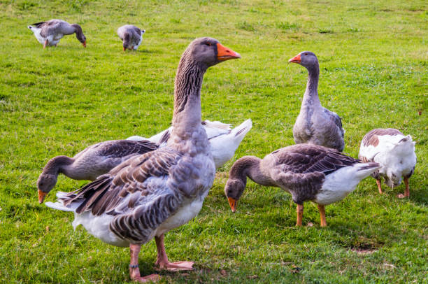 istock Wild geese in a meadow 1456549506
