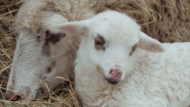 Ewe. Lamb. Little Lamb next to mother sheep. Cute white lamb lying.