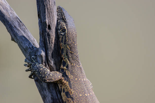 istock Reptile is sunbathing on a branch at the watering place. 1456549675