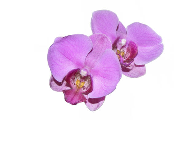 istock Purple orchid flowers isolated on white background 1456550234