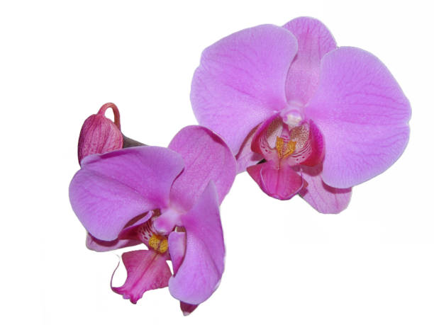 istock Purple orchid flowers isolated on white background 1456550289