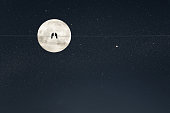 Two birds on a wire or electric line on the night stars sky with huge moon background. Relationship romantic Concept