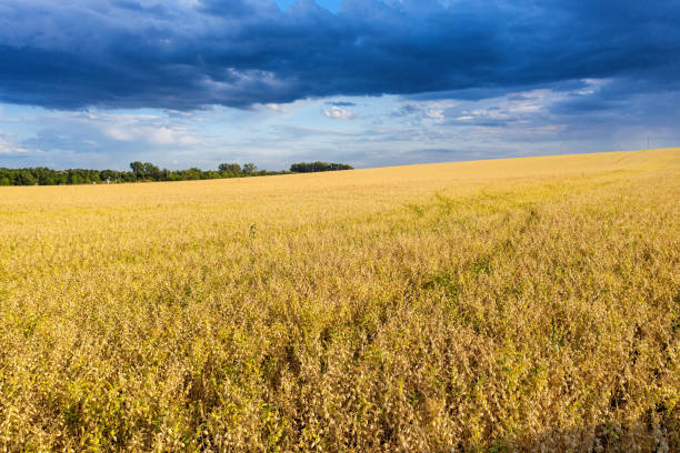 Volga region, harvest season. A field of ripe oats. Aerial view. stock photo