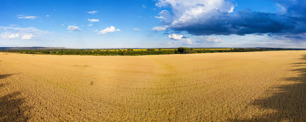 Volga region, harvest season. A field of ripe oats. Aerial view. stock photo