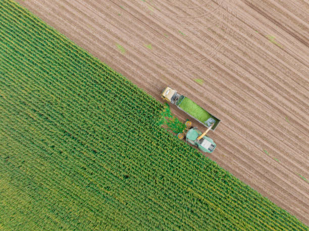 widok z lotu ptaka na zbiory kukurydzy na kiszonkę - tractor green farm corn zdjęcia i obrazy z banku zdjęć