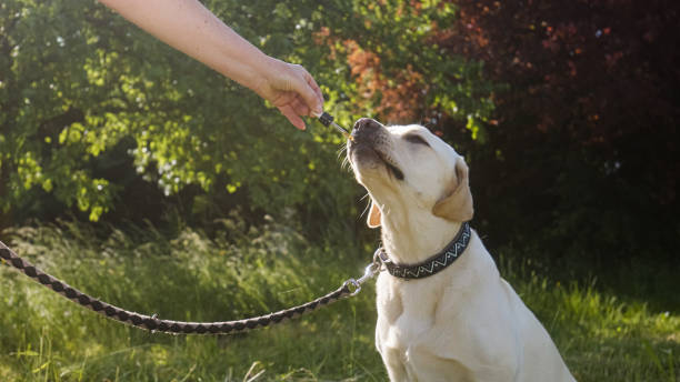 istock Giving CBD hemp oil to dog 1456552171