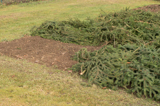 istock Garden beds covered with spruce branches. Protection from frost. 1456552334