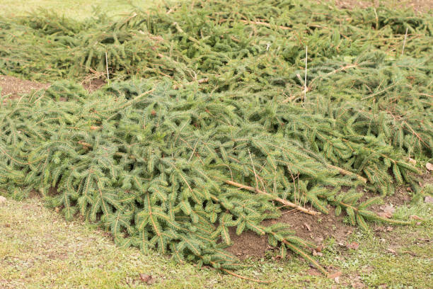 istock Garden beds covered with spruce branches. Protection from frost. 1456552917