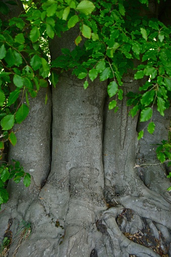 Springtime: three tree trunks next to another with lush foliage leafs and roots.