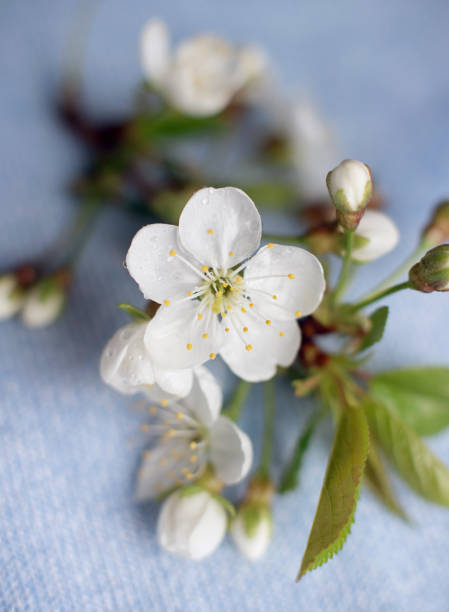 istock Abstract spring seasonal background with white flowers, floral image with copy space 1456553702