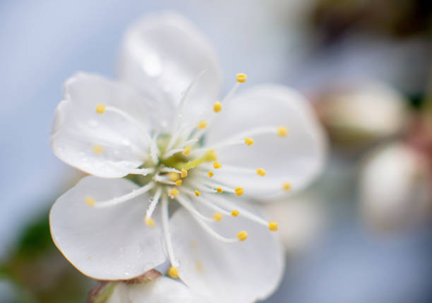istock Abstract spring seasonal background with white flowers, floral image with copy space 1456554288