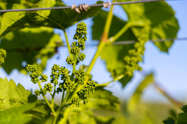 крупным планом молодой виноградной лозы - vinifera стоковые фото и изображения