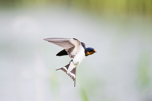 The first swallows of Spring in the UK, April 2021. These have just completed an marathon migration and are resting in Spring sunshine. One is taking off and caught midflight.