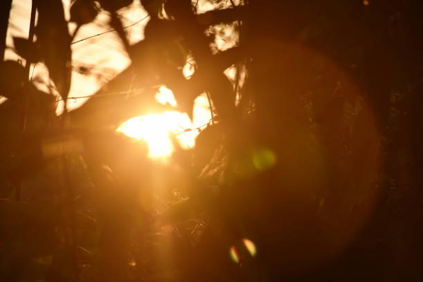 istock tree leaf hanging on branch on sunset light in garden 1456554589