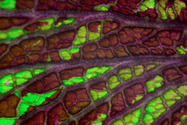 istock close up of semi-dry leaf 1456556194