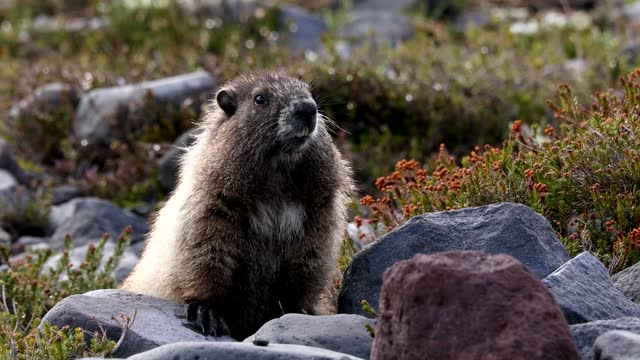 Groundhog day. Marmot. Animals in the wild. Spring.