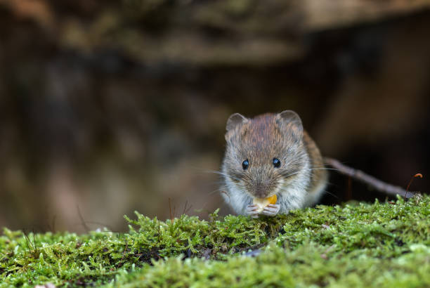 istock Cute bank vole (Myodes glareolus) 1456557388