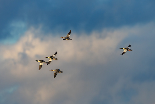 Flock of birds swarming against blue sky.