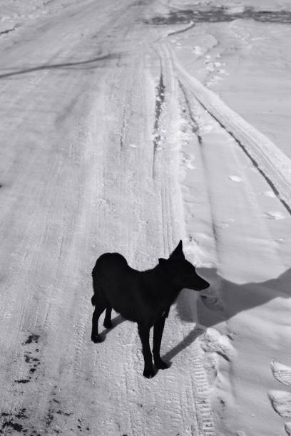 Stray dog on winter road