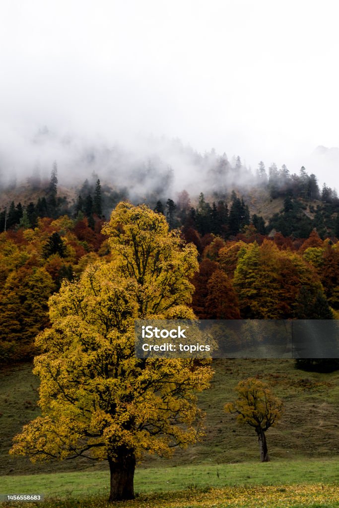 Bergahorn Bergahorn im Herbstlaub Atmospheric Haze Stock Photo
