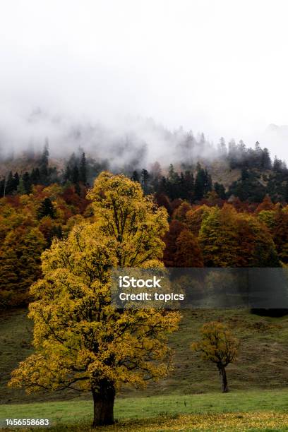Bergahorn Stock Photo - Download Image Now - Atmospheric Haze, Austria, Autumn