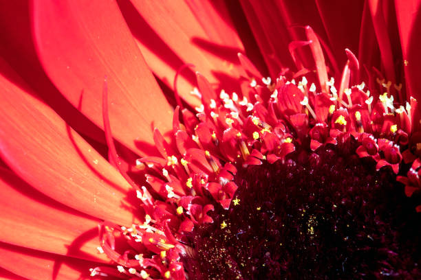 Close-up of a beautiful red Gerbera flower with water drops. Beautiful heart shaped bokeh - it's a REAL bokeh photo, not an illustration or computer filter. Shallow depth of field, space for copy.