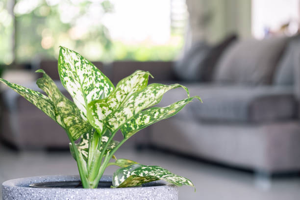 Aglaonema foliage in pot at living home, Spring Snow Chinese Evergreen, Exotic tropical leaf, Chinese Evergreen background, plant house air purifying tree healthy concept stock photo