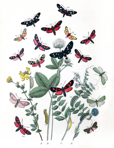 istock Botanical butterflies. Vintage butterflies. Exotic butterflies. Botanical poster. Lepidoptera Illustration. 1456564977