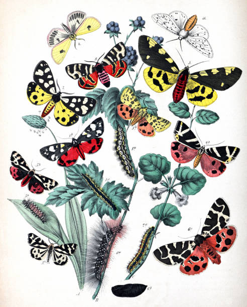 istock Botanical butterflies. Vintage butterflies. Exotic butterflies. Botanical poster. Lepidoptera Illustration. 1456564979