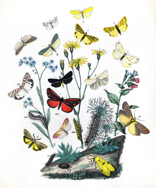 istock Botanical butterflies. Vintage butterflies. Exotic butterflies. Botanical poster. Lepidoptera Illustration. 1456564980