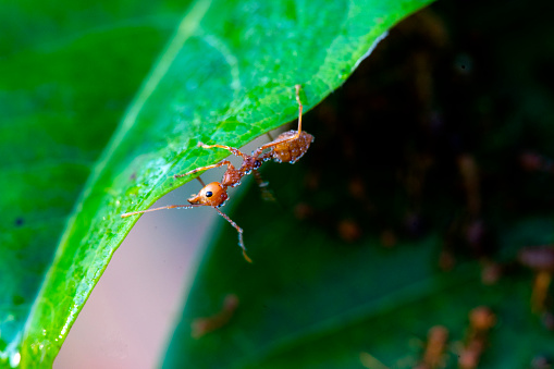 close-up red ant on leaves and dew cold and nature concept