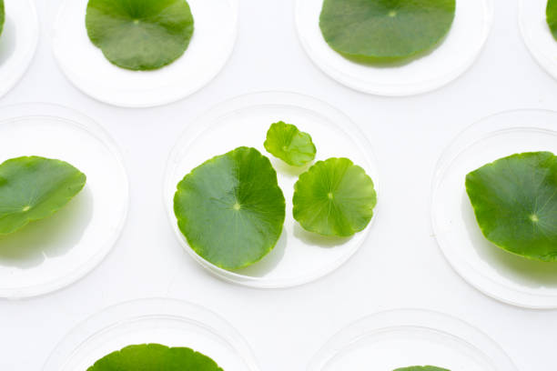 istock Fresh green centella asiatica leaves in petri dishes on white background. 1456567108