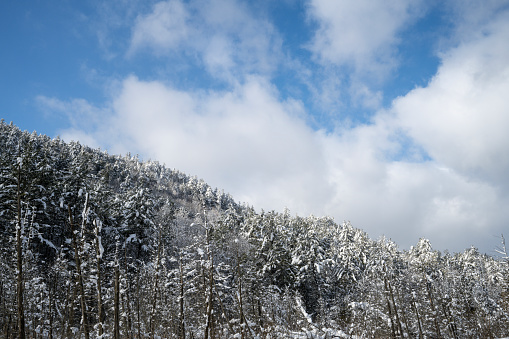 Cliff with pine trees covered in heavy snow
