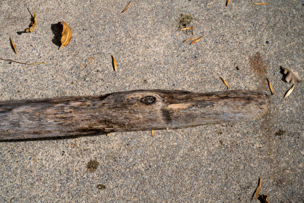Trunk  on a white background