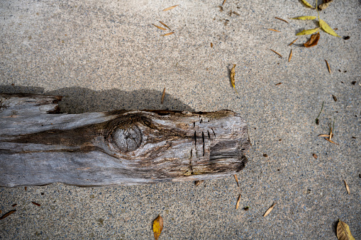 Driftwood carved by water in the shape of a reptile