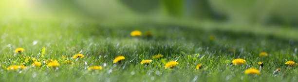 istock Blurred green background and dandelion in the sun in green grass. Panorama with selective focus and shallow depth of field. 1456568246