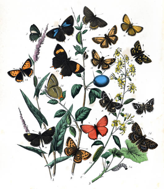 istock Botanical butterflies. Vintage butterflies. Exotic butterflies. Botanical poster. Lepidoptera Illustration. 1456568514