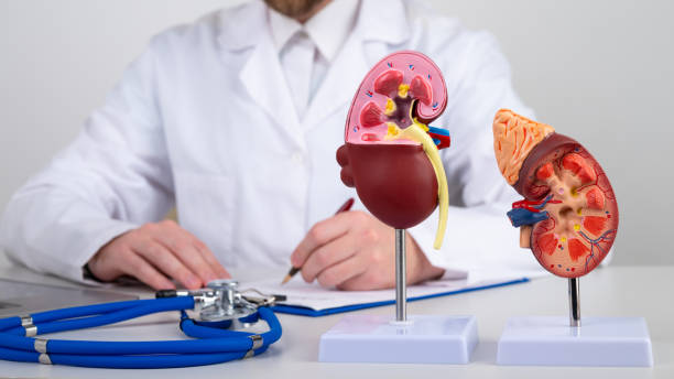 istock mockup kidney on work desk of doctor 1456569015
