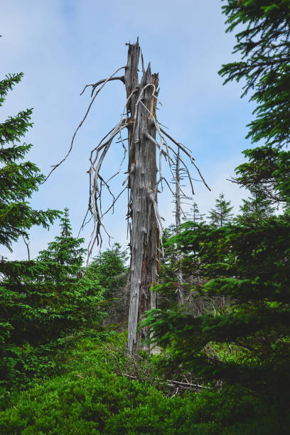 A withered broken tree against a blue sky and surrounded by green coniferous vegetation on a trail in the mountains