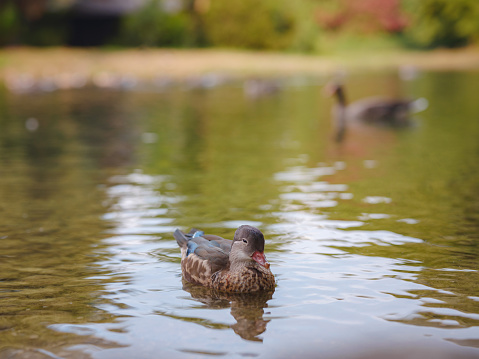 ducks on pond in Englischer Garten park, Munich