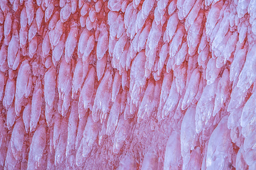 Ice formed on pink wall background