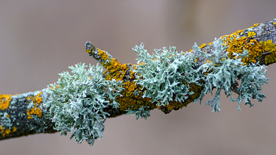 a beautiful macro-photo of lichen on a tree branch , lichen is a composite organism that arises from algae or cyanobacteria.