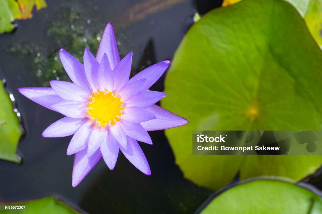 Hermosa Flor De Loto De Nymphaea En Flor Con Hojas Maceta De Nenúfares Foto de stock y más banco de imágenes de Agua - iStock Hermosa Flor De Loto De Nymphaea En Flor Con Hojas Maceta De Nenúfares Foto de stock y más banco de imágenes de Agua - iStock